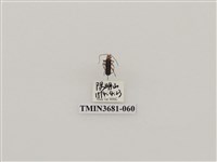 藏品(鞘翅目(1))的圖片